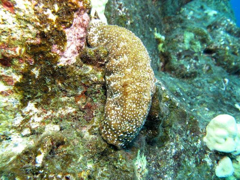 26 White-Spotted Sea Cucumber IMG_2299.jpg